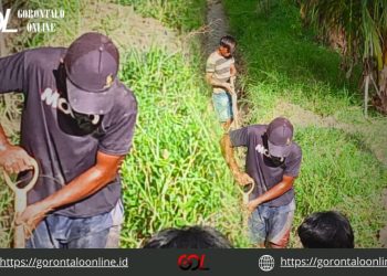 Jelang Musim Tanam, Rakyat Penambang Dengilo – Paguat Kolaborasi Bersama Petani Bersihkan Saluran Drainase Didesa Kemiri